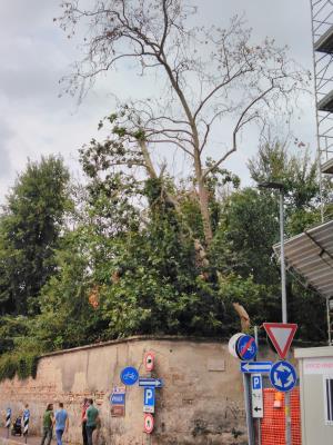 Alberi da abbattere nel Parco di Monza