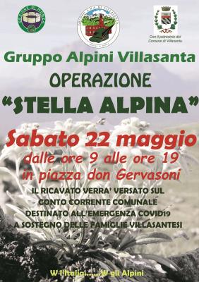 stella alpina