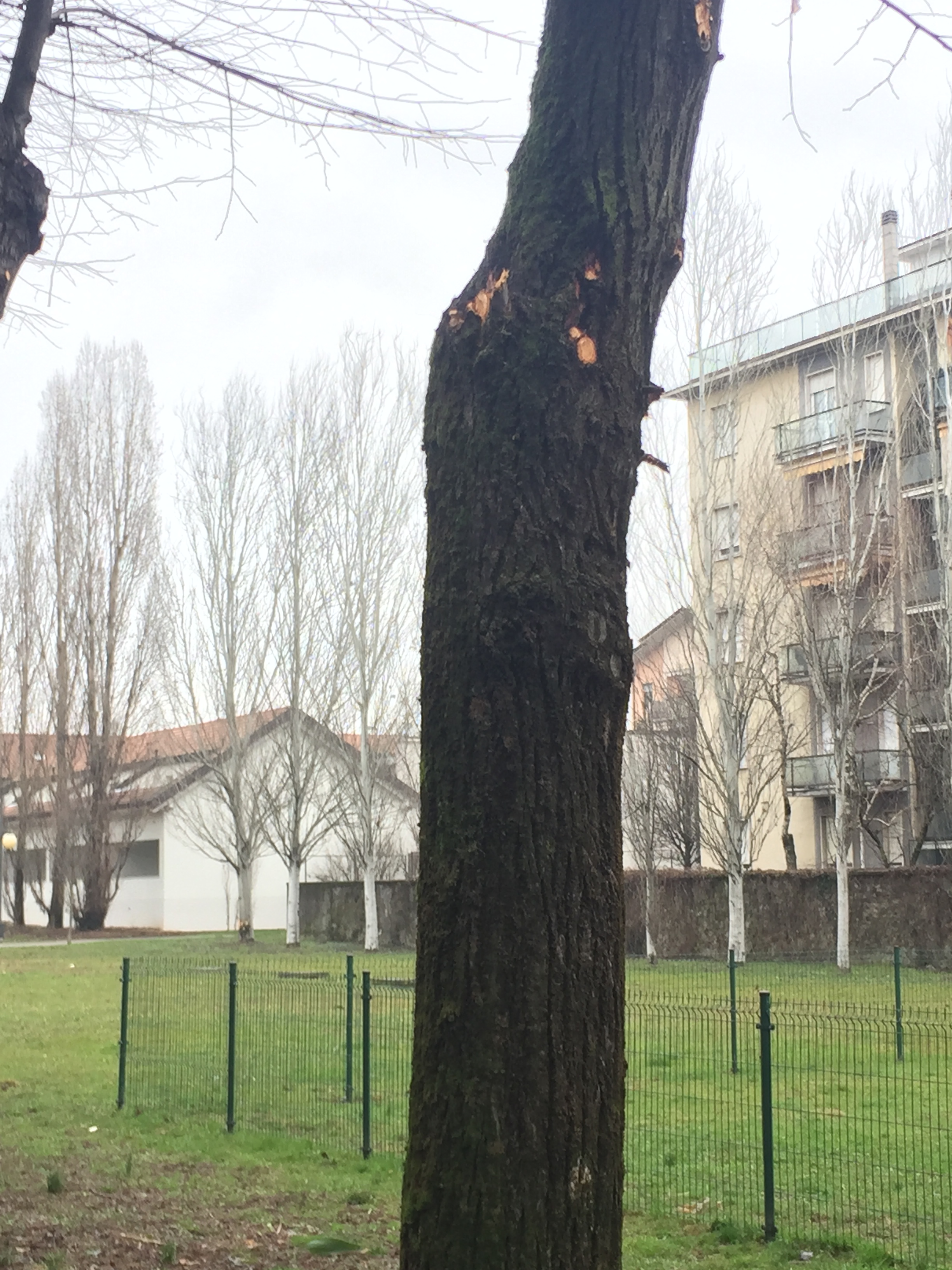 Check up in corso per il patrimonio arboreo della città.