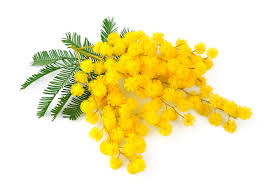 8 marzo Festa della donna!