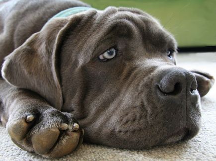 Campagna contro l'abbandono degli animali