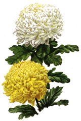 Cimitero