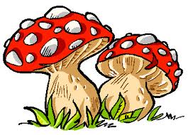 Controllo funghi raccolti