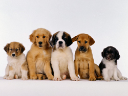 Corso patentino per proprietari di cani