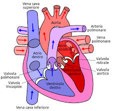 Riconoscere l'infarto, l'ictus e gli eventi acuti in ambito cardiocerebrovascolare