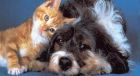 Non spaventiamo i nostri animali